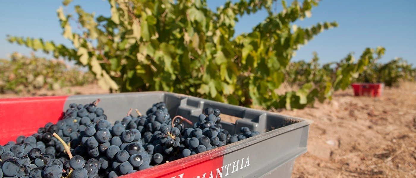 Grape selection in the vineyard